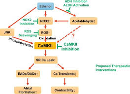 Mechanisms Of Cardiac Ethanol Toxicity And Novel Treatment Options Sciencedirect