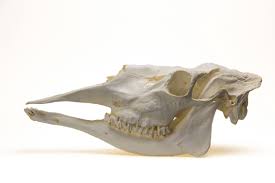 Cow skull art updated their business hours. Moose Skull Replica