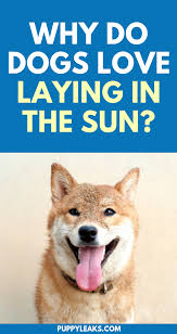 Why Do Dogs Love To Lay In The Sun Puppy Leaks Dog Love Pembroke Welsh Corgi Puppies Dog Care