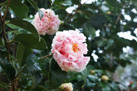 Camellia Japonica Hawaii Camellia Planting Flowers Flowers