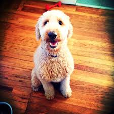 Maybe you would like to learn more about one of these? 35 Golden Retrievers Mixed With Poodle The Paws
