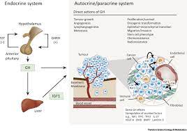 Cox db, kent jc, casey tm, owens ra, hartmann pe. Tumour Derived Human Growth Hormone As A Therapeutic Target In Oncology Trends In Endocrinology Metabolism