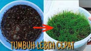 Aquascape sendiri ragam serta ukurannya sengat beragam, mulai dari yang kecil. Ini Rahasia Perbanyak Tanaman Aquascape Dengan Mudah Dan Cepat Emersed Hairgrass Dan Anubias Youtube