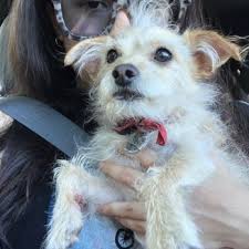 14210 fir st oregon city petable pet grooming 8.62 mi 15590 se 82nd dr clackamas find local listings of businesses and services near you. Rose City Veterinary Hospital 17 Photos 100 Reviews Veterinarians 809 Se Powell Blvd Portland Or Phone Number Yelp