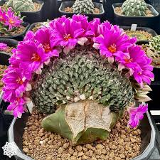 Image result for Dissotis gilgiana