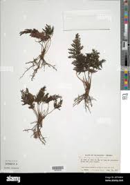 Image result for Abrodictyum rigidum