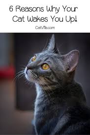 Why Does My Cat Wake Me Up In The Morning Catvills In 2020 Cats Cat Behavior Cat Sleeping