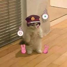 Maybe you would like to learn more about one of these? 140 Anime Kitty Pfp Ideas In 2021 Anime Kitten Cat Icon Anime Cat
