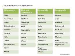 (tierspuren diagramm mit drucken von einem kaninchen, maus, waschbär, fuchs, grizzlybär, eichhörnchen, skunk, opossum katze, hund, gürteltier, bobcat, wolf, hirsch, kojote, fasan, truthahn, ente, gehörnte eule, adler, wildschwein. Tiere Wiki Wisseninklusiv