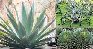 We did not find results for: 12 Types Of Agave Plants To Grow Best Agave Varieties