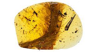 Why is kaeya and xinyan are only 2 dark skinned tone characters! omg flora is a child why does ulfr 'an adult' wants to confess to flora!! Fossils In Burmese Amber Offer An Exquisite View Of Dinosaur Times And An Ethical Minefield Science Aaas