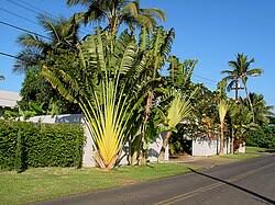Image result for Ravenala madagascariensis