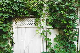 Hi virginia creeper will be awesome you and rackets & drapes tour together. Virginia Creeper Plant Care And Growing Guide