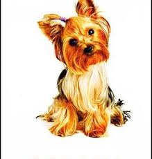 животные жарких стран занятие для детей 2 3 лет Sobaka Kartinka Dlya Detej Zhivotnye Lesnye Zhivotnye Slony