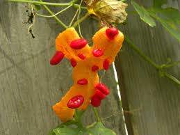 Image result for Momordica charantia