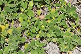 Image result for Tetragonia spicata