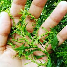 ¿apoyar a mastruz com leite? Meu Pe De Mastruz Estar Bem Florido Mastruz Chenopodium Ambrosioides Erva De Santa Maria Cha Do Mexico Lombrigueira Epasote Epazote Transformando Pequenos Espacos Em Horta No Japao