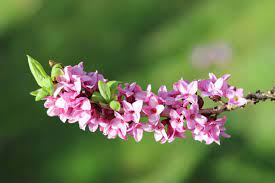 Stai cercando la soluzione alla definizione arbusto dai piccoli fiori bianchi profumatissimi del gioco codycross? I 10 Fiori Piu Profumati Del Mondo