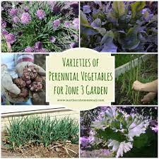 Maybe you would like to learn more about one of these? Varieties Of Perennial Vegetables For Zone 3 Garden Northern Homestead
