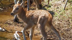 Safaripark beekse bergen in alle eerlijkheid kan ik niet anders zeggen dan dat het park me ontzettend positief verbaasd heeft. Zeer Zeldzaam Hertje Geboren In Safaripark Beekse Bergen Rtl Nieuws
