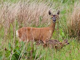 Image result for roe deer