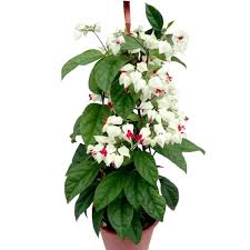 Image result for Clerodendrum thomsoniae
