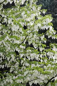 Image result for Pandiaka involucrata