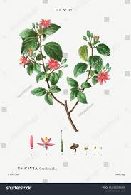 Image result for Grewia monticola