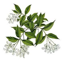 In natural bath tea recipes. Jasmine Facts And Health Benefits