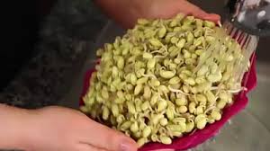 Merendam kacang kedelai di air bersih. Cara Membuat Tauge Dari Kacang Kedelai Untuk Pemula Dilengkapi Gambar Arafuru
