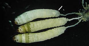 Image result for Platostoma strictum