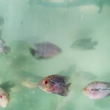 Sedangkan untuk yang masih anakan umumnya dijual hanya sekitar rp. Ikan Louhan Anakan Burayak Srd Line Ori Thai Size 2 3 Cm Aquarium Aksesoris Pet Food Stuff Hobi Koleksi Bukalapak Com Inkuiri Com