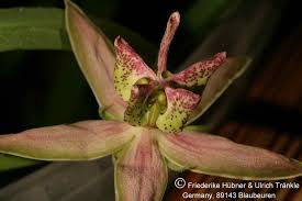 Image result for Stathmostelma