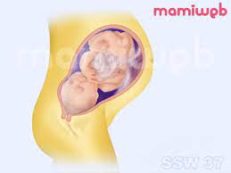37 Schwangerschaftswoche 37 Ssw Mamiweb De