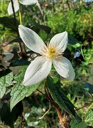 Image result for Clematis commutata