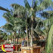 Servicing california, oregon, washington and nevada with a wide selection of fully acclimatized interior grown foliage. California Tropical Landscape