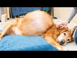 Unfortunately cancer in dogs is relatively common, especially signs associated with bone cancer also include restlessness (as though in a lot of discomfort), a low grade lameness that gets worse rather than better, and loss of. Abandoned Dog With 46 Pound Tumor Gets Life Saving Surgery Youtube
