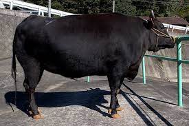 The Black Tajima Ushi Produce This Highly Prized Meat Kobe Beef The Cows Are Fed On Grain Fodder And Brushed Sometimes For Setting F Betail Survie Les Fables