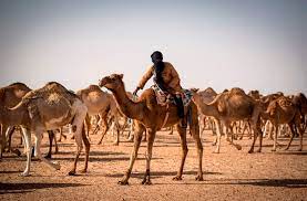 Milking and trekking are not traditional uses for the elegant ships of the desert, but such uses may be the only way to preserve a culture on the edge of. Camel Herding In Western Sahara A Passion With Pedigree Arab News Japan