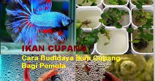 Berikut cara merawat ikan cupang dengan mudah dan benar, antara lain. Cara Sederhana Budidaya Ikan Cupang Bagi Pemula