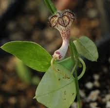 Image result for Ceropegia crassifolia