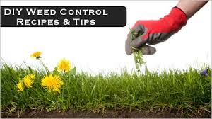 Compare lawn weed control treatment price quotes. Earth Friendly Homemade Weed Killer Recipes Solutions