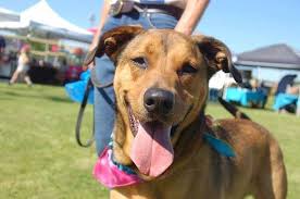 Why go to a dog breeder, cat breeder or pet store to buy a dog or buy a cat when you can adopt? Toby Is The Dog You Need If You Re Looking For A Dedicated And Steadfast Companion He S With Bay Area Pet Adoptions Spca In Galv Toby Is A Pet Adoption Doggy