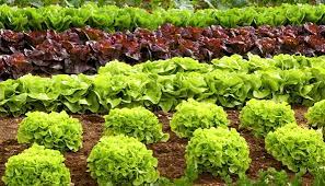 #planthappy mit volmary® (@volmary_garten) has 1,614 posts on their instagram profile. Bio Gartenbau Tipps Fur Den Eigenen Bio Garten