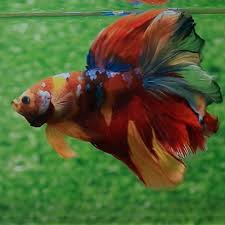Pin On Betta Fish