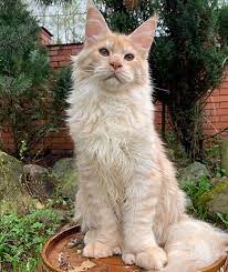100 Hemingway Cat Names Petpress