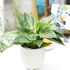 Image result for Filodendron Philodendron