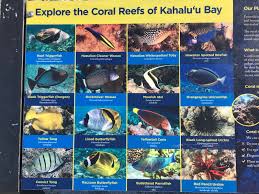Spicebush Log Snorkeling The Reefs Of Kona Hawaii