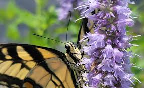 Mona Lavender' Is Close To Perfect – The Smarter Gardener