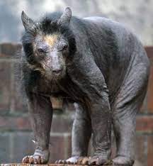This Is What A Hairless Bear Looks Like Crazyanimals Funny Pictures Animals Bones Funny